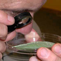 magnifier image